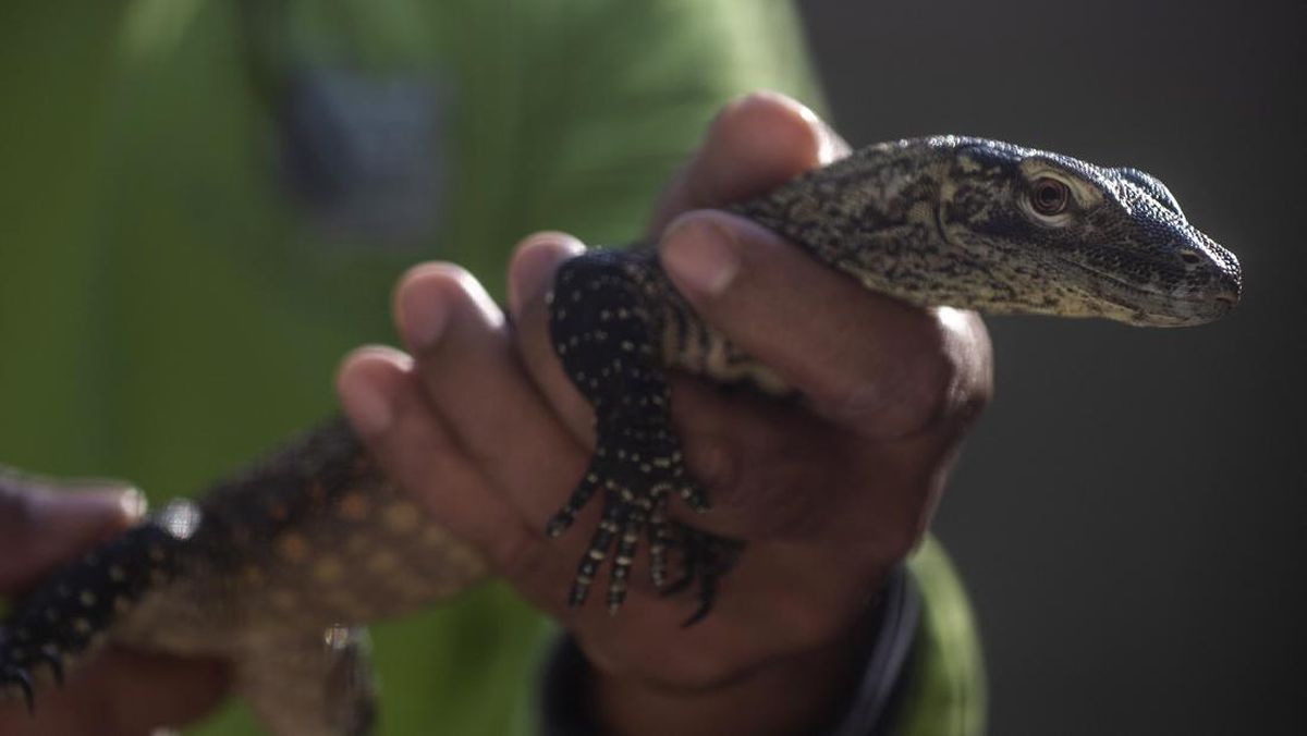 20 Komodo Dragons from NTT Smuggled to Thailand, Valued at Rp10 Billion
