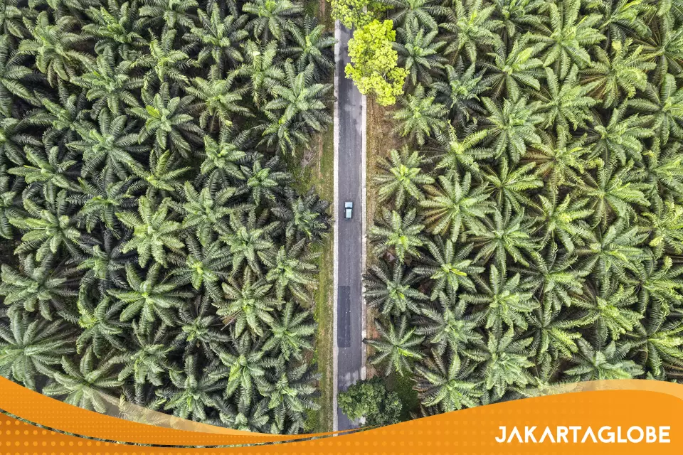 Palm Oil Surface Water Tax Feared to Backfire on B50 Biodiesel