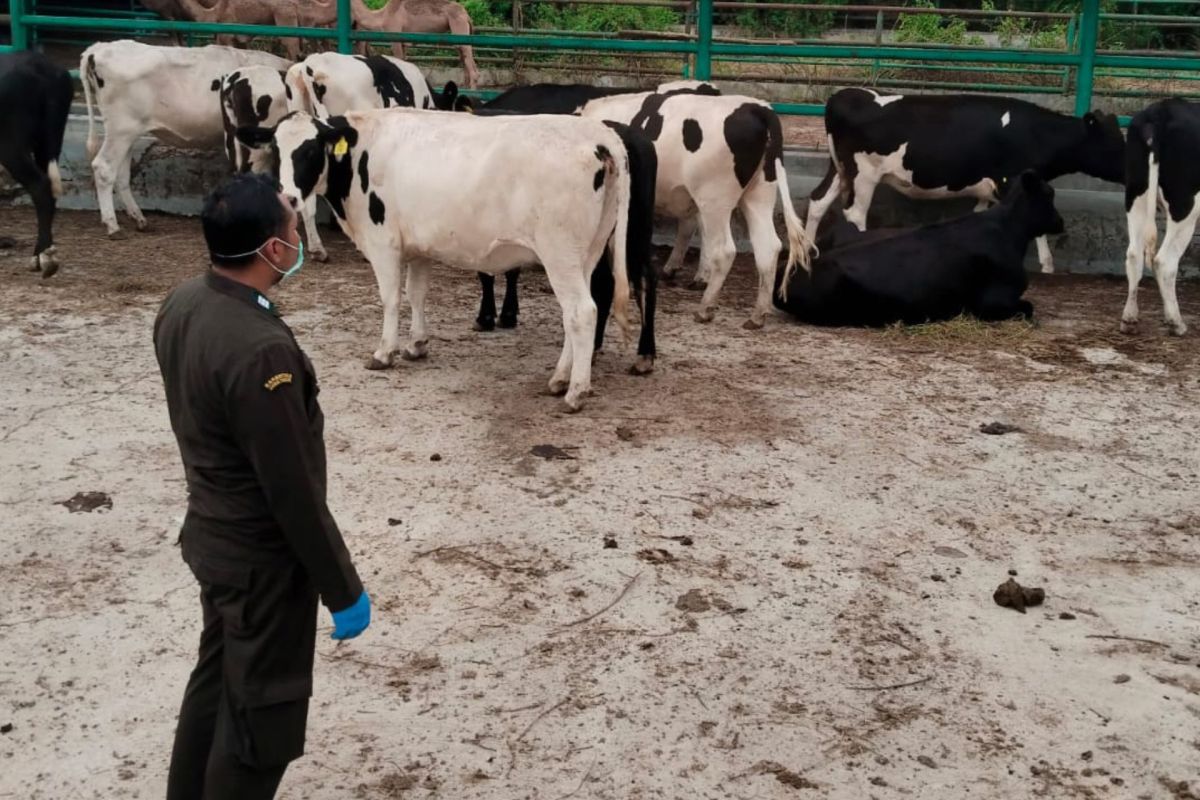 Barantin: Livestock from Australia enters via Juanda in healthy condition