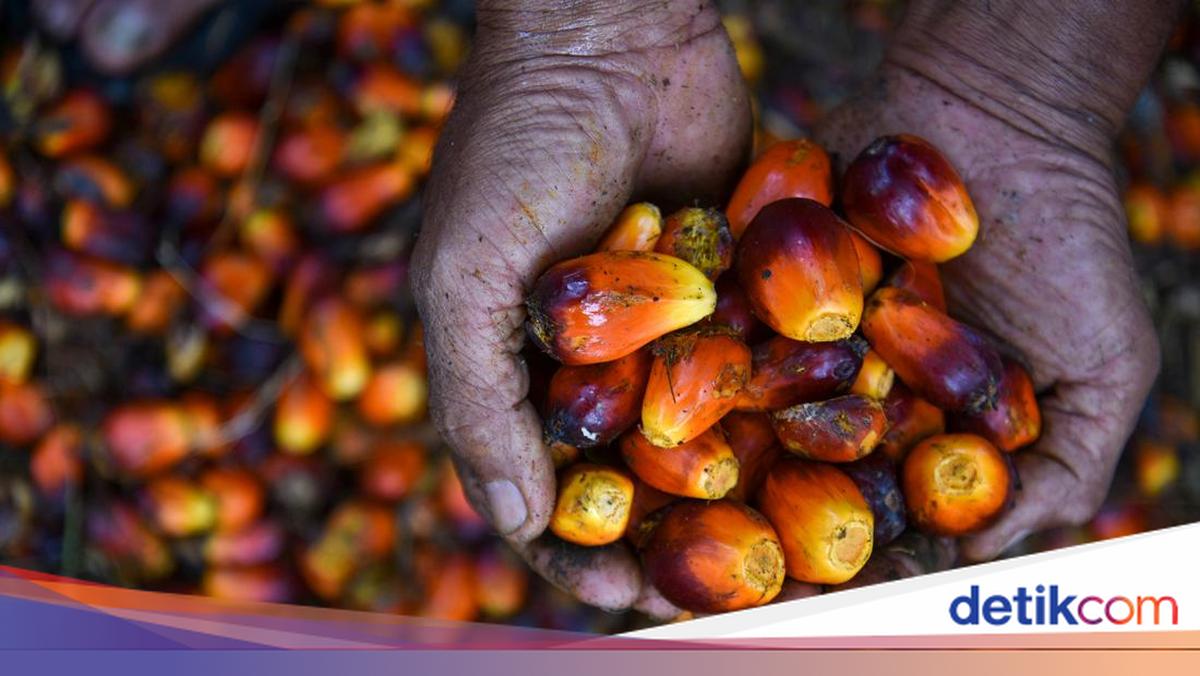 The Tangled Threads of Palm Oil Policy: Many Ministries, One Commodity