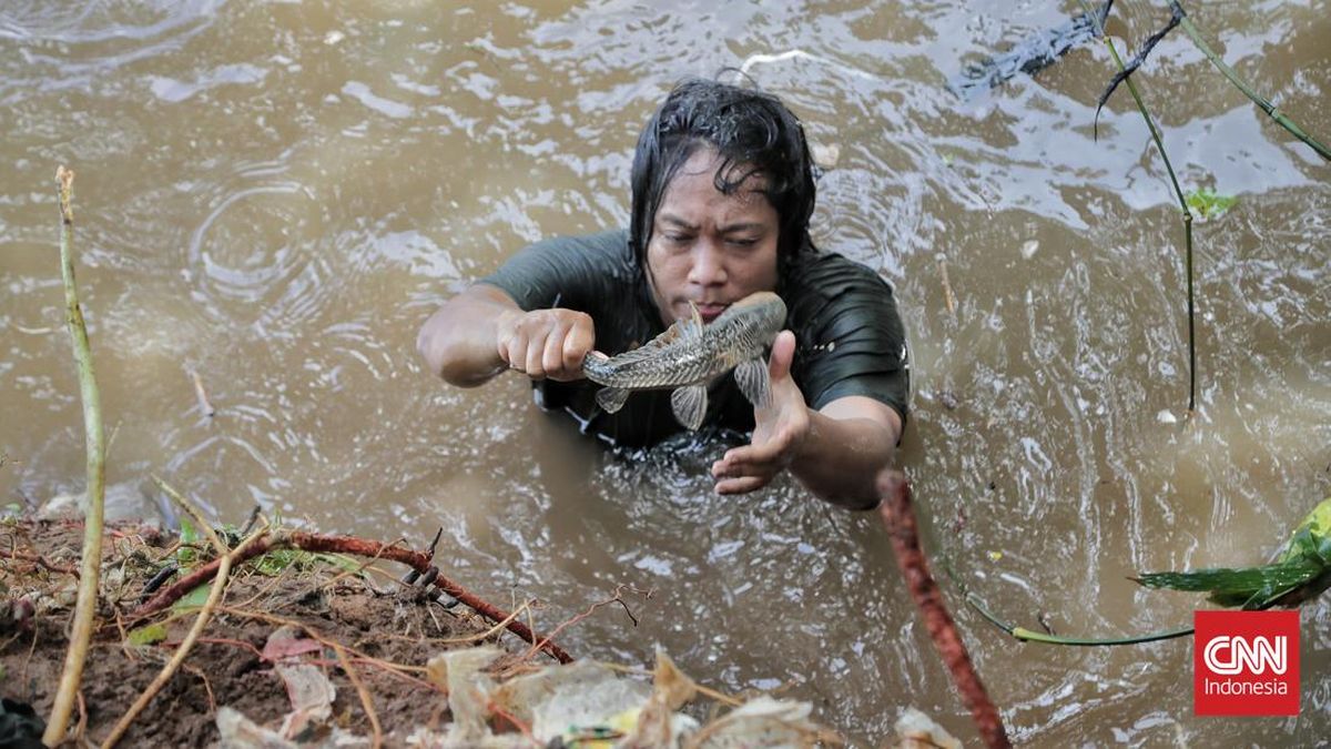 DKI Provincial Government to Conduct Mass Cleanup of Sailfin Catfish in Jakarta Rivers