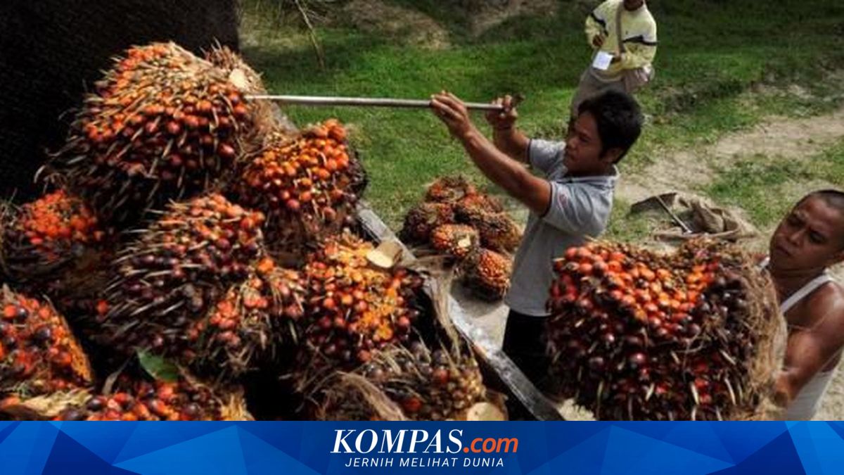 Rupiah Weakens, CPO Strengthens: Double Profit for Indonesian Palm Oil Entrepreneurs