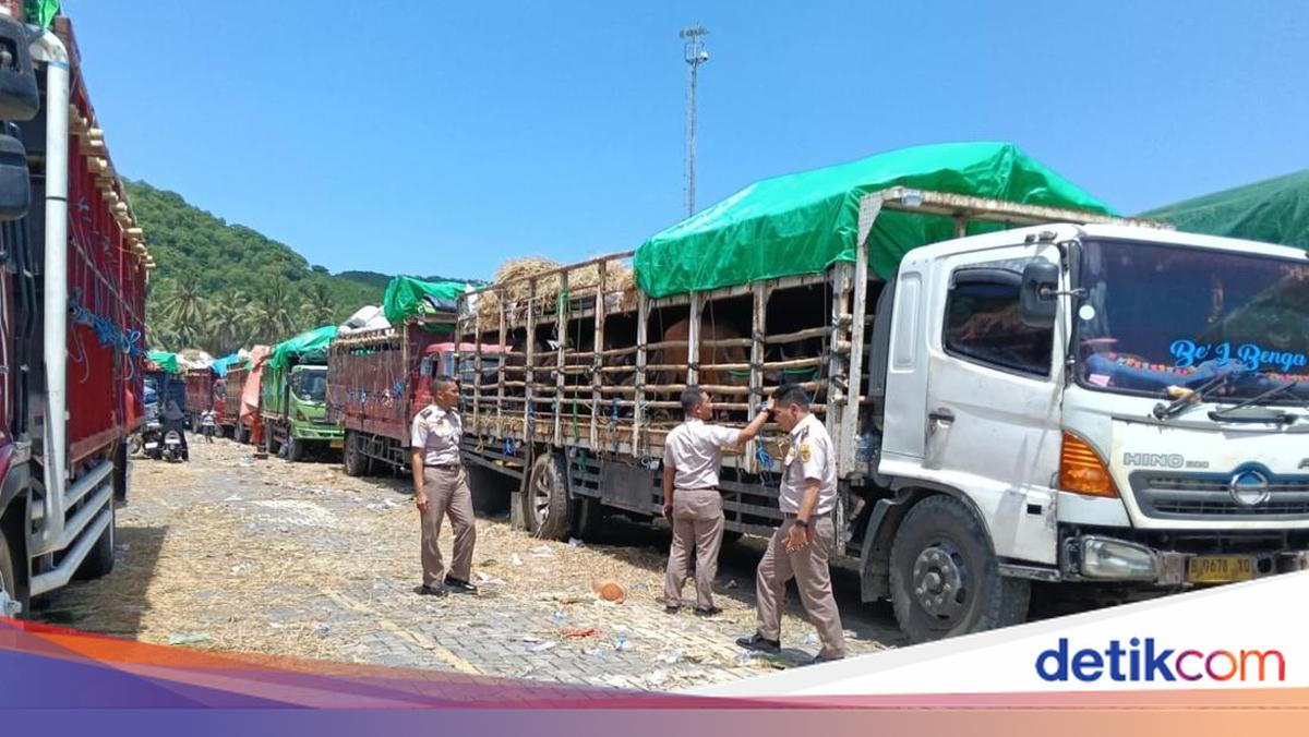 Ahead of Eid al-Adha, NTB Requires Additional Cattle Transport Ships