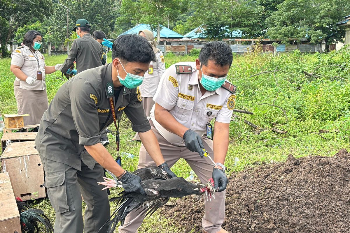Sulawesi Utara Quarantine Office and Ditpolairud Destroy Hundreds of Chickens from the Philippines