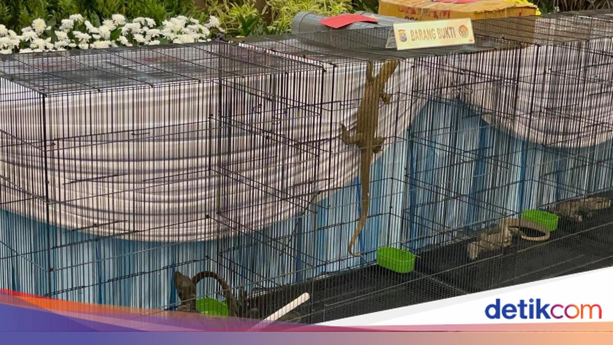 Severe! 3 Komodo Dragons Smuggled from NTT to Surabaya Using PVC Pipes