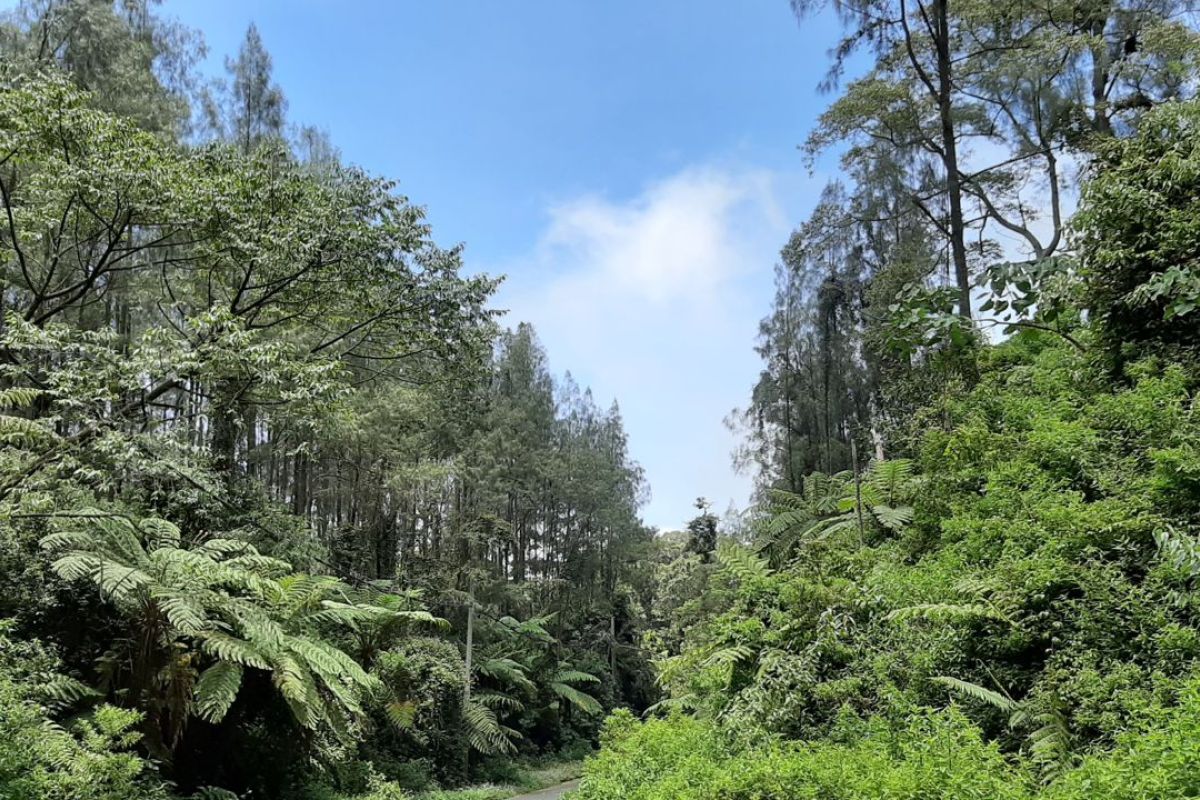 Unej Lecturer Researches Prehistoric Plants in Ijen Geopark