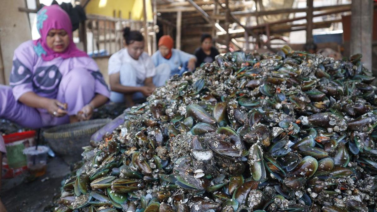 DKI Provincial Government Processes Green Mussel Waste into Paving Blocks and Souvenirs