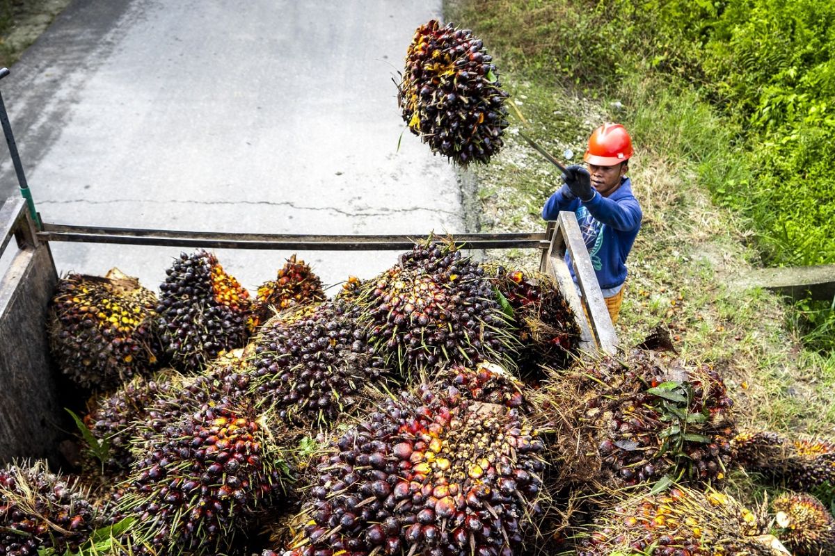 Circular economy model has potential for application in the palm oil industry