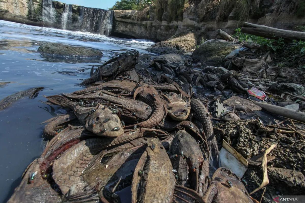 South Jakarta City Government to Conduct Operation to Capture Janitor Fish in Setu Babakan Connecting Channel