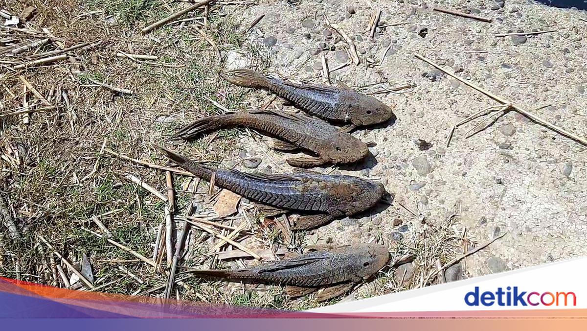 South Jakarta City Government to Hunt Plecostomus Fish in Setu Babakan Connecting Channel