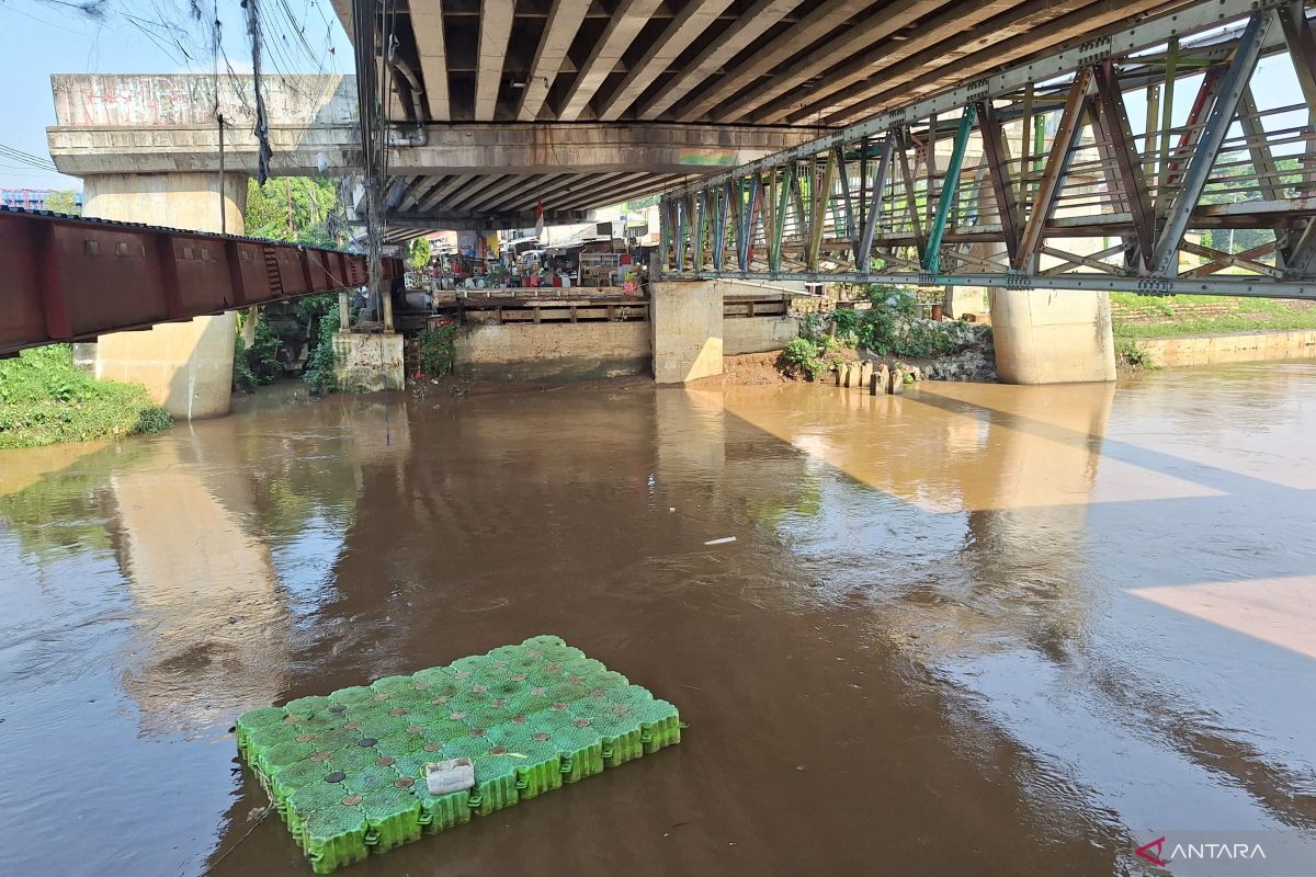 Fishermen Assess Eradication of Plecostomus Fish in Ciliwung as Not Easy