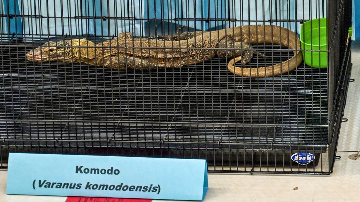 Three Suspects in Illegal Hunting in Komodo National Park Face 10 Years in Prison