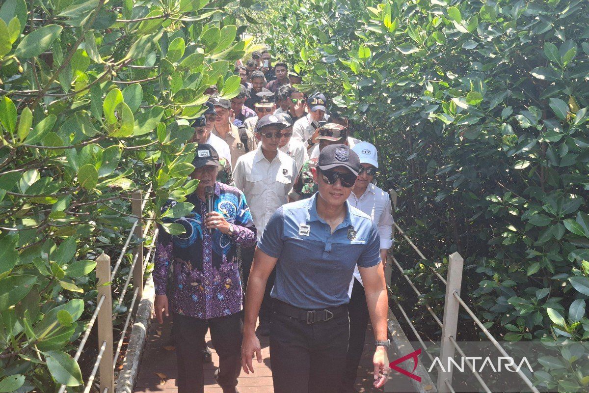 Coordinating Minister for Infrastructure: Mangroves Can Be Developed into Tourist Destinations