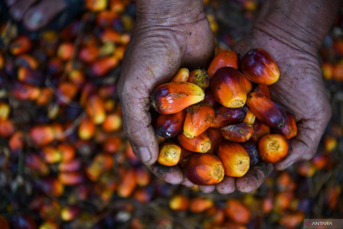 Biofuel Becomes Indonesia's Strategic Shield Against Global Energy Turbulence