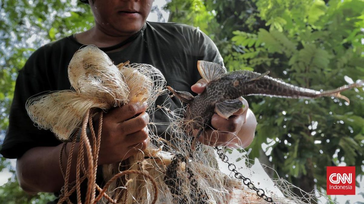 Pramono to Personally Join Effort to Eradicate Sailfin Catfish in Jakarta Tomorrow