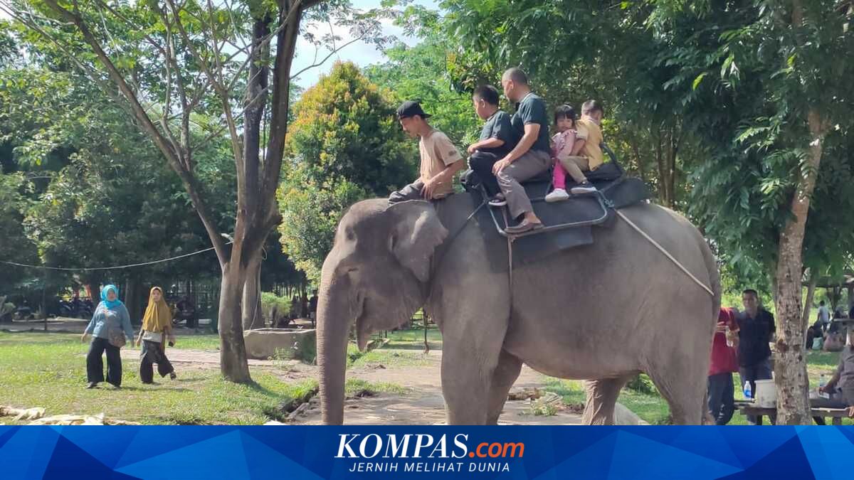 Elephant Riding Tourism Banned in Indonesia: Why?