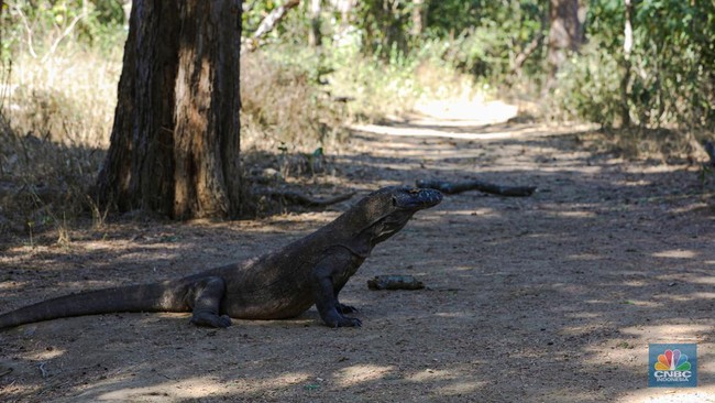 Komodo Stuffed into PVC Pipe, Sold for Rp 31.5 Million