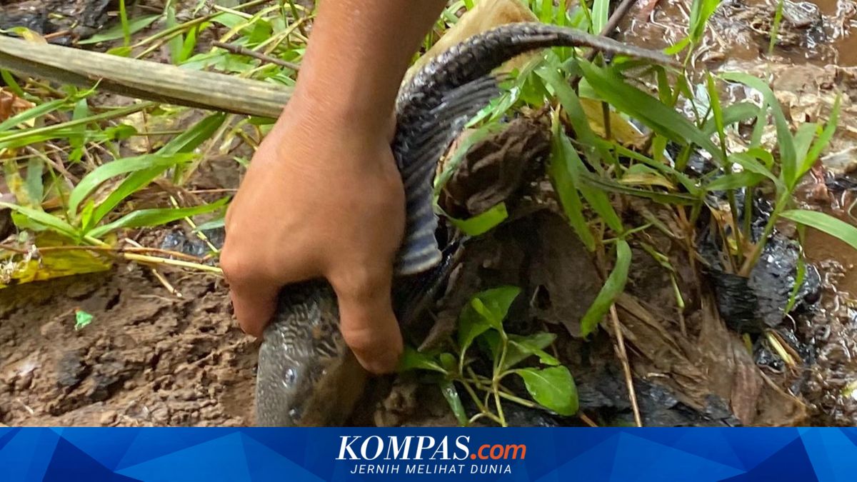 South Jakarta Food Security, Maritime, and Agriculture Agency to Destroy Plecostomus Fish by Slicing and Burying