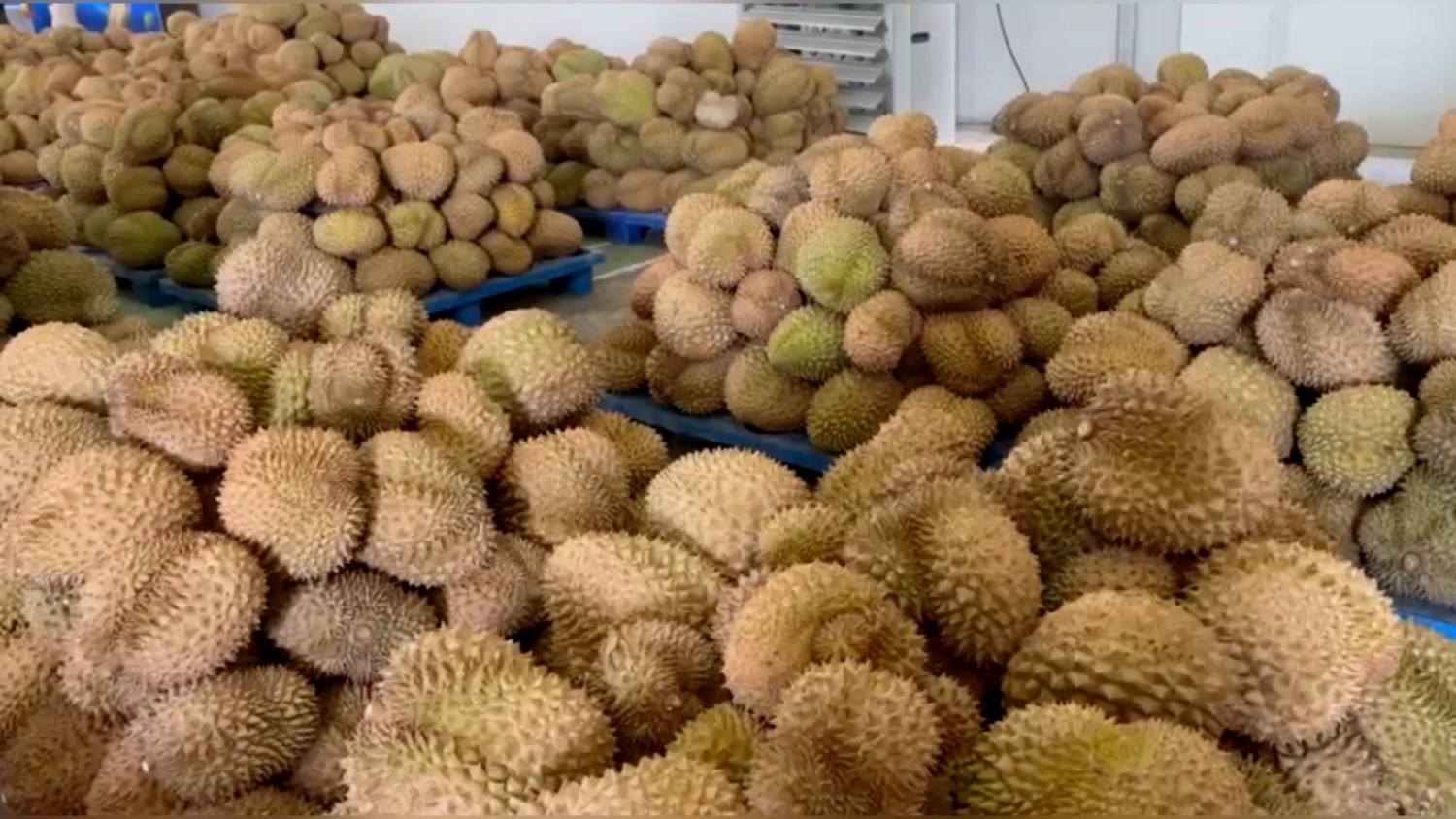 Transmigration Minister Launches Export of 459 Tonnes of Central Sulawesi Durian to China Worth Rp42.5 Billion