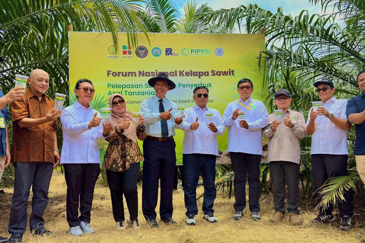 PalmCo trials superior African pollinator insects to boost palm oil productivity