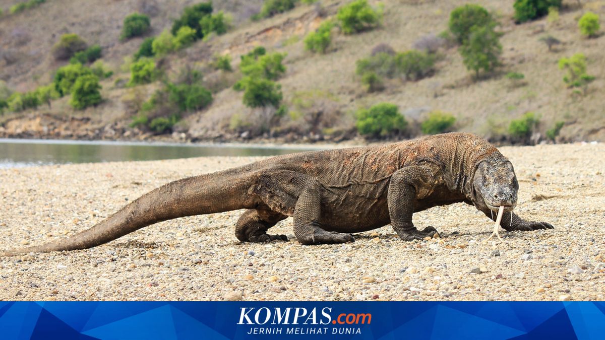 Quota of 1,000 Tourists in Komodo National Park to be Evaluated in Three Months