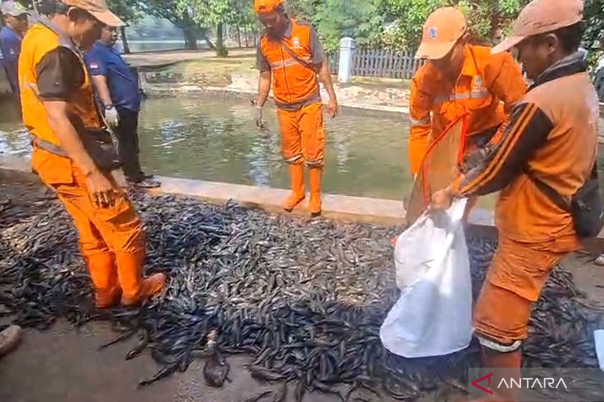 Ensuring food security, South Jakarta KPKP traces sapu-sapu fish processing
