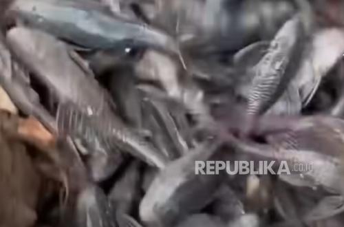 Simultaneous Capture of Plecostomus in Jakarta Today, Pramono: Already Quite Dangerous