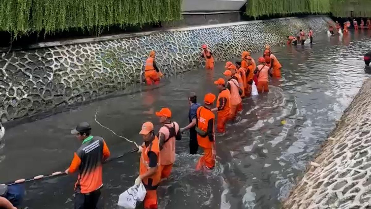 Orange Squad's Hunt for Plecostomus in Jakarta