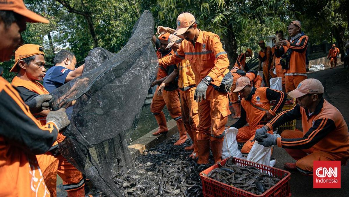 Massive Hunt for Plecostomus Fish in Jakarta