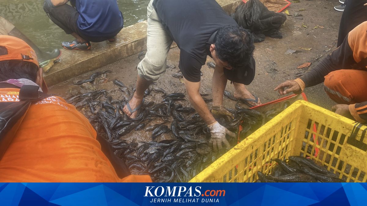 300 Kg of Plecostomus Fish Caught in One Hour at Setu Babakan Channel in South Jakarta