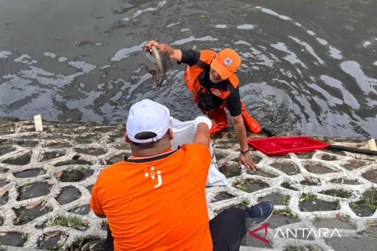 Not just the fish: Plecostomus eggs also targeted in Central Jakarta cleanup