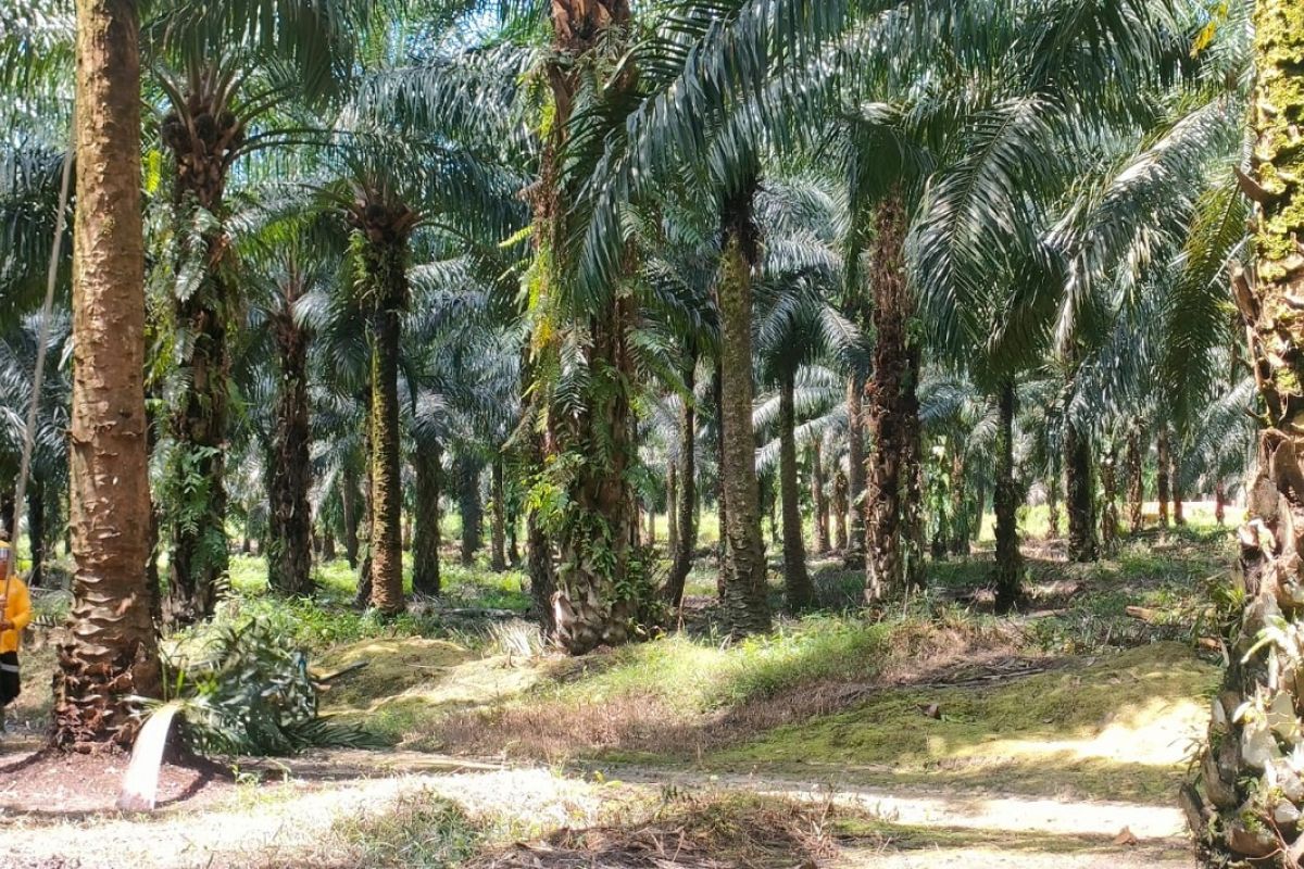 Palm Oil Industry Affirms Commitment to Realising Green Economy