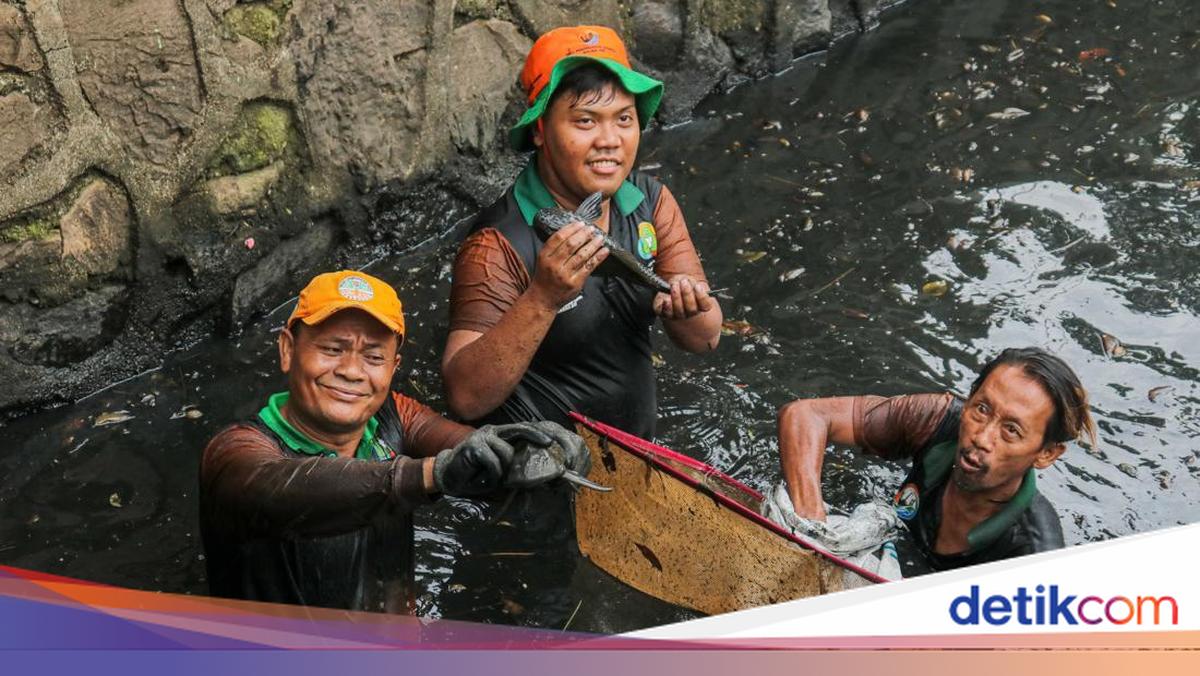 6.9 Tonnes of Plecostomus Fish Seized from Five Jakarta Regions Today