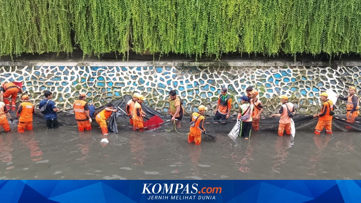 576 Sailfin Catfish Captured in Central Jakarta, Broken and Buried