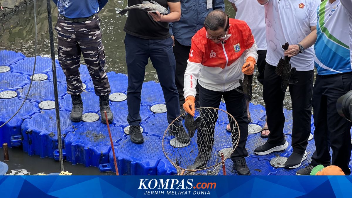Sailfin Catfish Captured in North Jakarta Predicted to Exceed 200 Kg