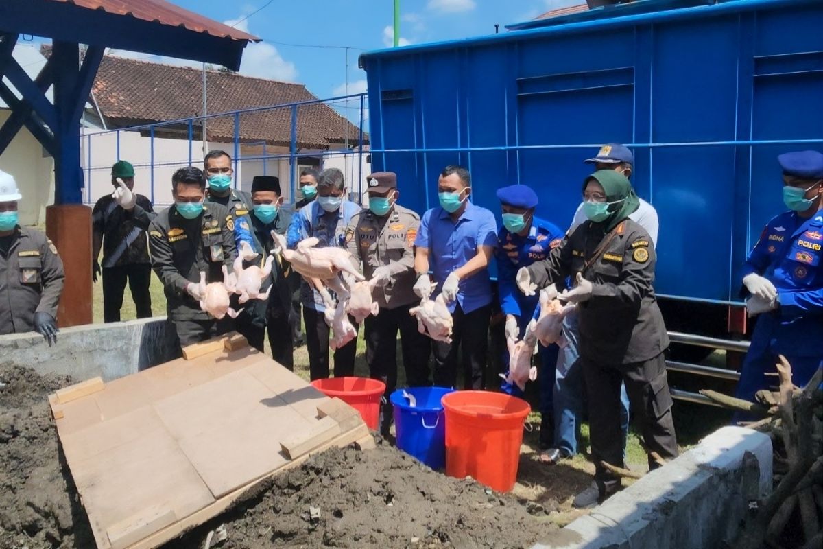 NTB Quarantine Destroys 5.96 Tonnes of Undocumented Chicken Meat from East Java