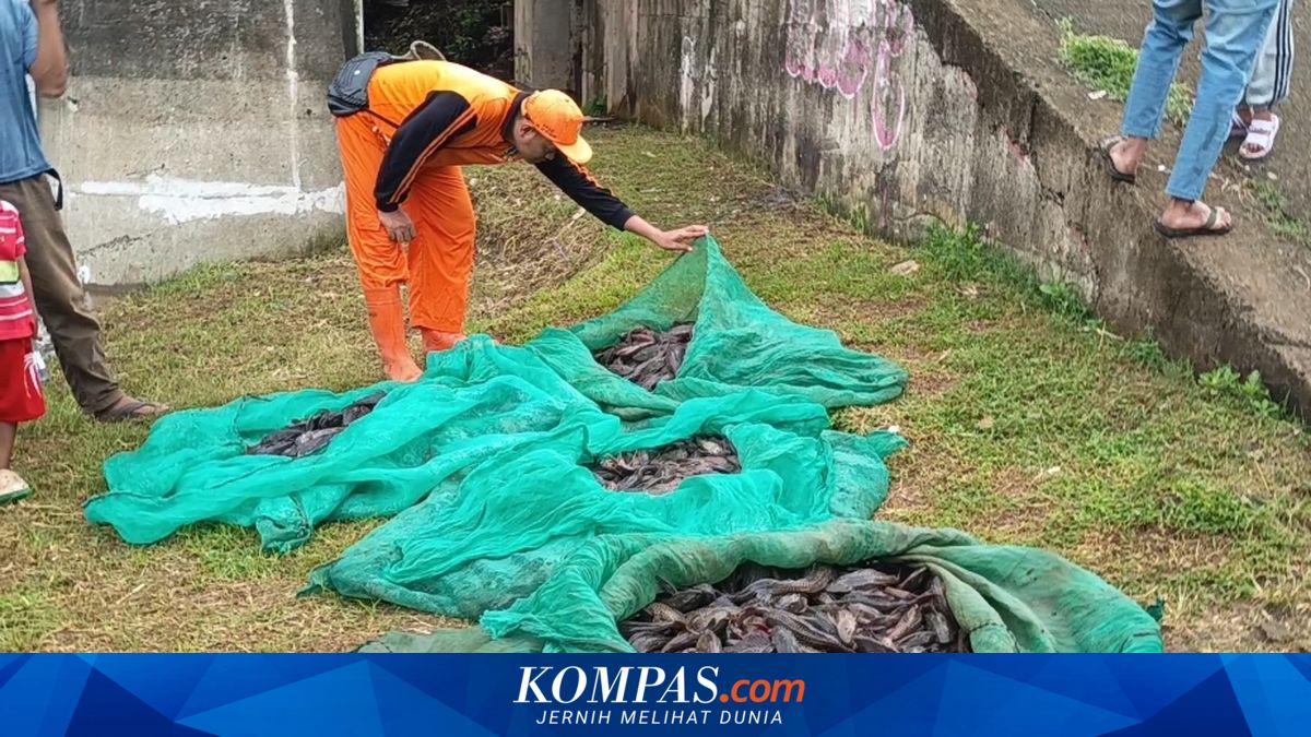 Sapu-Sapu Fish from Ciliwung River in East Jakarta Sold for Siomay and Duck Feed