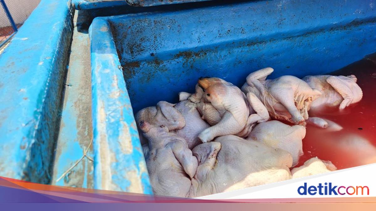 5.9 Tonnes of Unfit Chicken Meat from East Java Destroyed in NTB