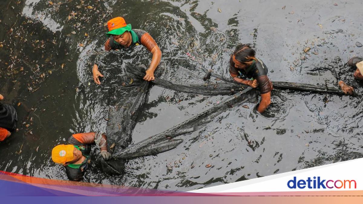 Jakarta Eradicates Sailfin Catfish, Nearly 7 Ton Culled in a Day