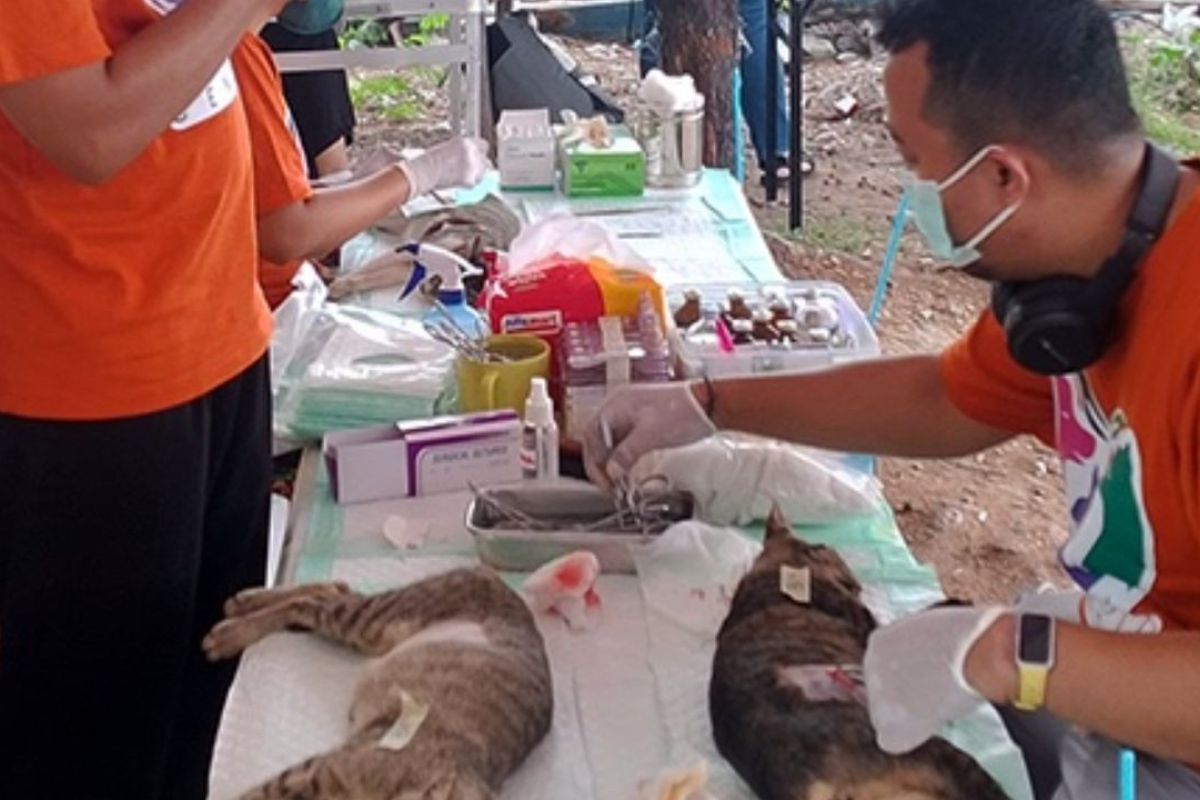 Thousand Islands KPKP Prevents Rabies Spread on Sabira Island