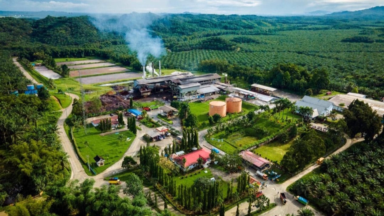 Palm Oil Carbon Sink Claims Under Scrutiny, Government Strengthens ISPO Standards