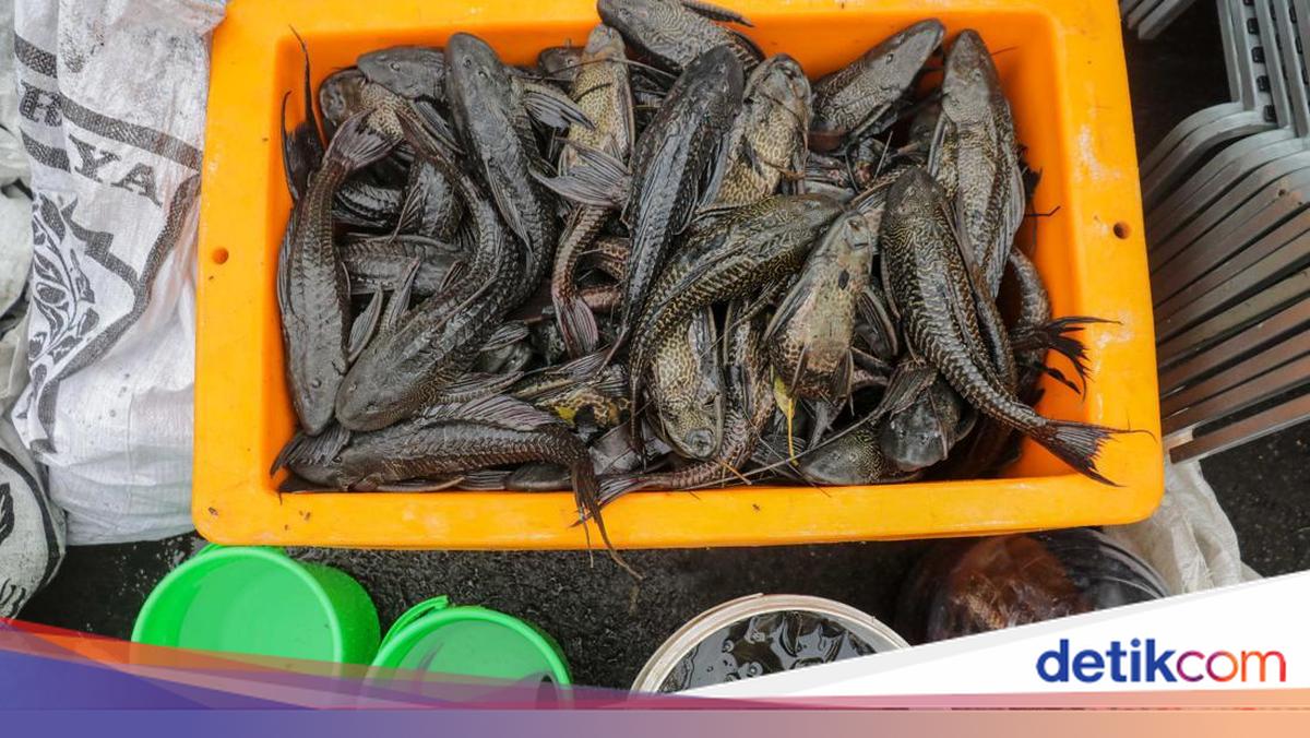 DKI Food Security Agency: Sailfin Catfish Cannot Yet Be Utilised Due to High Heavy Metal Residues