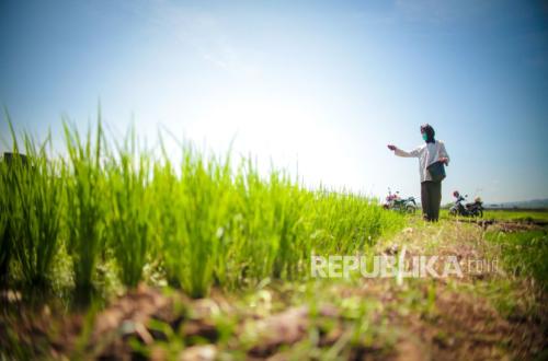 Bank Indonesia: Agriculture as the Backbone of the Economy, Evidence of a Strengthening Food Sector