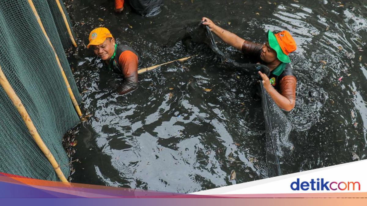 Nearly 7 Tonnes of Janitor Fish Eradicated in Jakarta, Dangerous if Consumed
