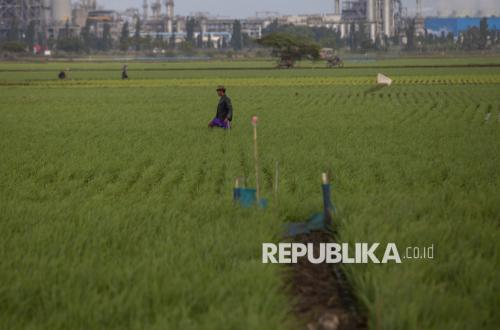 Rat Infestation Hits Rice Fields in Kuningan, Food Production at Risk