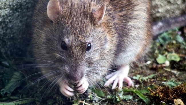 Jakarta Eradicates Sailfin Catfish, While US and Australia Battle Invasive Rats