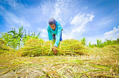 Bank Indonesia Reveals Agriculture as a Pillar Amid Economic Challenges, Exports Reach Rp166 Trillion