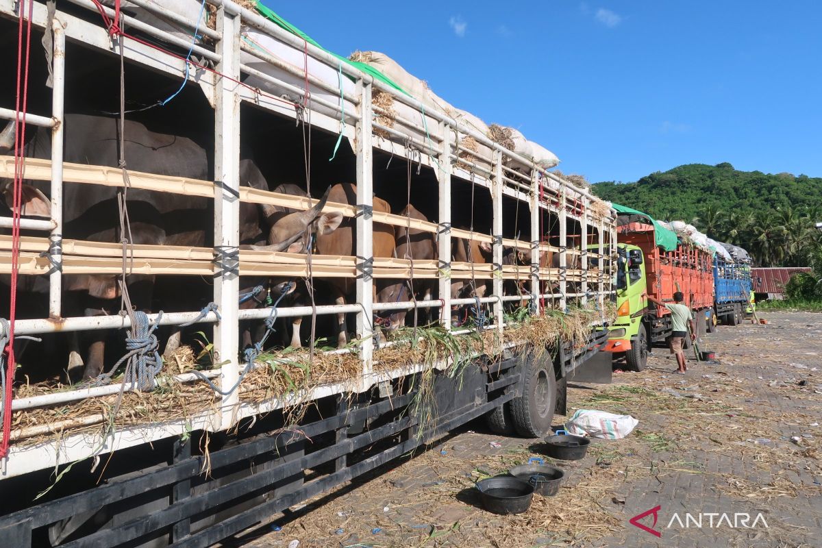 Quarantine Agency tightly monitors sacrificial animal distribution routes from the east