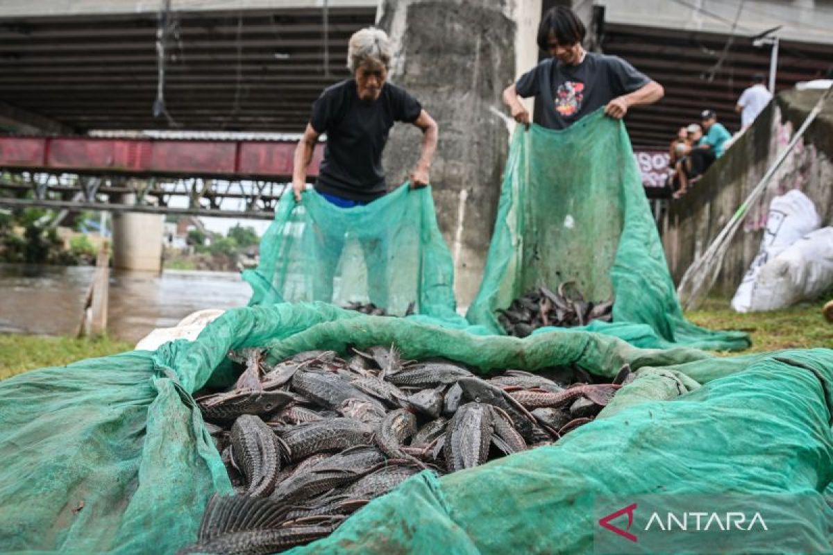 DKI This Week: DKI BUMD Board Selection to Sailfin Catfish Capture