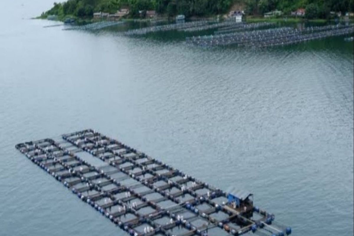 Beware of Mass Fish Deaths in Lake Toba